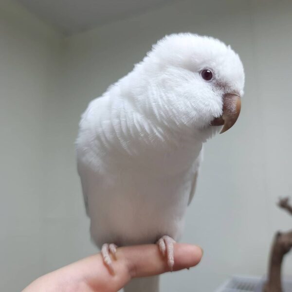 mings_p_246257926_244004724364830_4936084802062405310_n-600x600