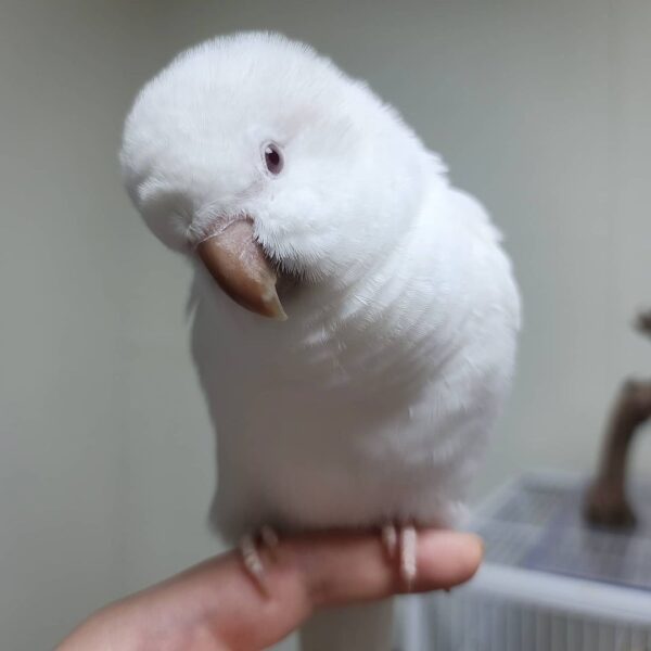 mings_p_246428267_257157773006120_1764593475379232636_n-600x600