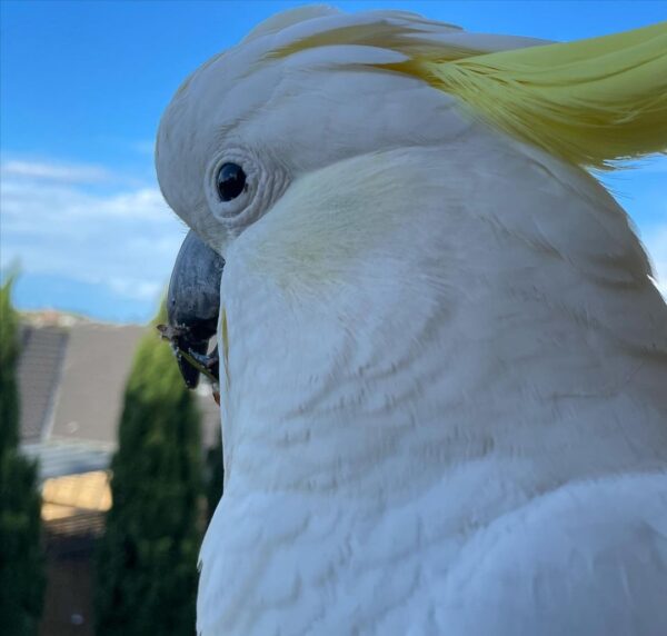 momiji.birdy_251569212_404194261188492_7251021554194500510_n-600x572