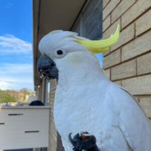 Male Umbrella Cockatoo Parrot