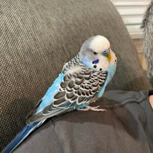 Intelligent Quaker Parakeet for Sale