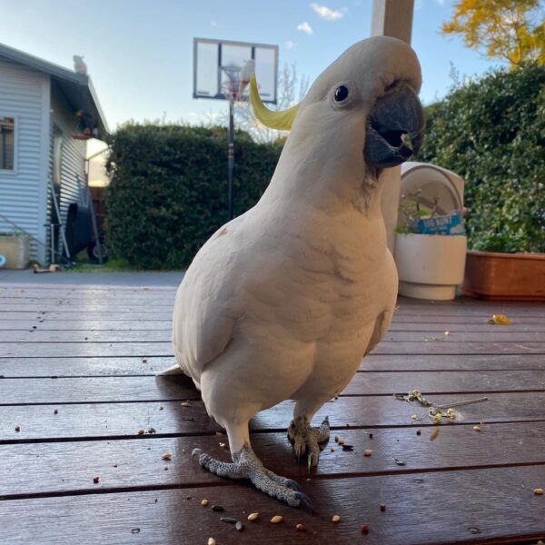 newytoos_219633825_992123654958178_6418364740803601884_n-600x600