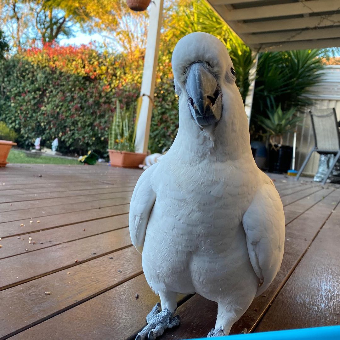 newytoos_219886739_545116049956933_2677007881447708284_n