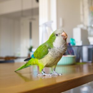 Female Mustached Quaker Parakeet
