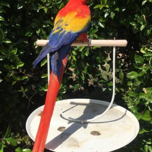 Young Scarlet Male Macaw Parrot