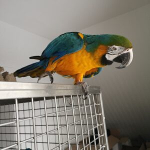 Male Blue and Gold Macaw Parrot for Sale