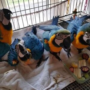 Baby Blue and Gold Macaw Pair for Sale