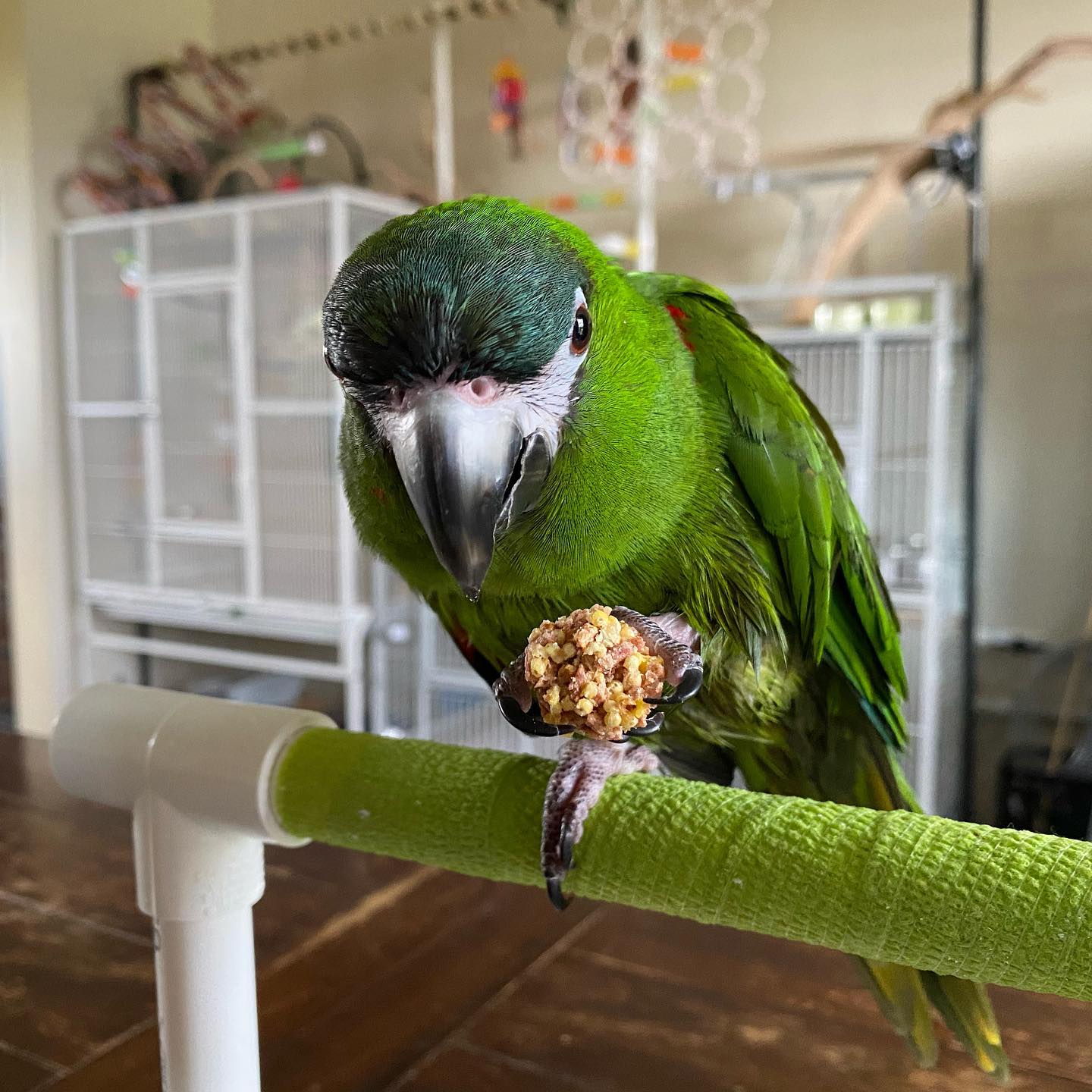 peachfacedanimals_2557606157231784146_3028980296_0_1440x1440