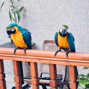 Blue and Gold Macaws for Sale – Male & Female