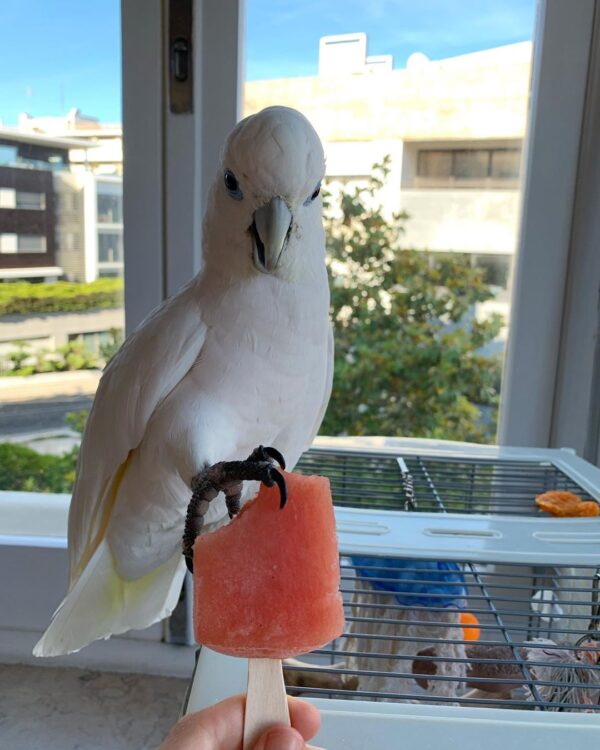 piothecockatoo_100929293_1147868995579004_8942524388791669126_n-600x750