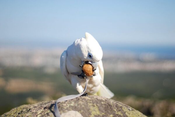 piothecockatoo_108989764_3216143261777804_5128536751093780057_n-600x401