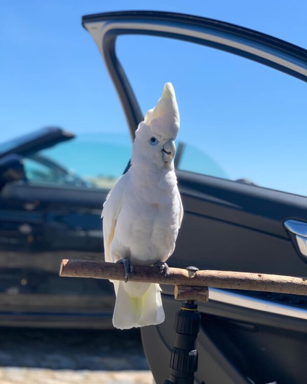 piothecockatoo_98167250_552726585682478_3575668067275599594_n-600x750