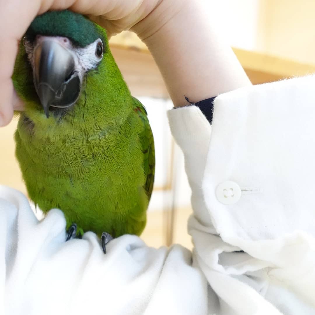 poloemon______2518128015705459006_29799946216_0_1080x1080