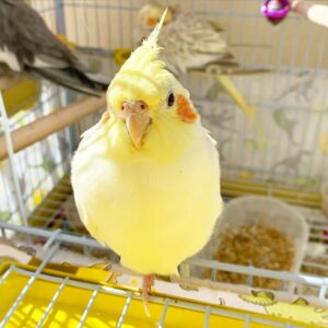 Buy Tame Female Cockatiel Parrot for Sale