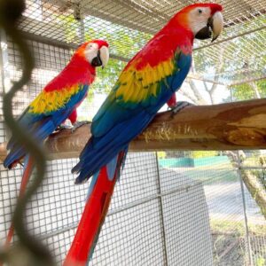Pair of Scarlet Macaw Parrots