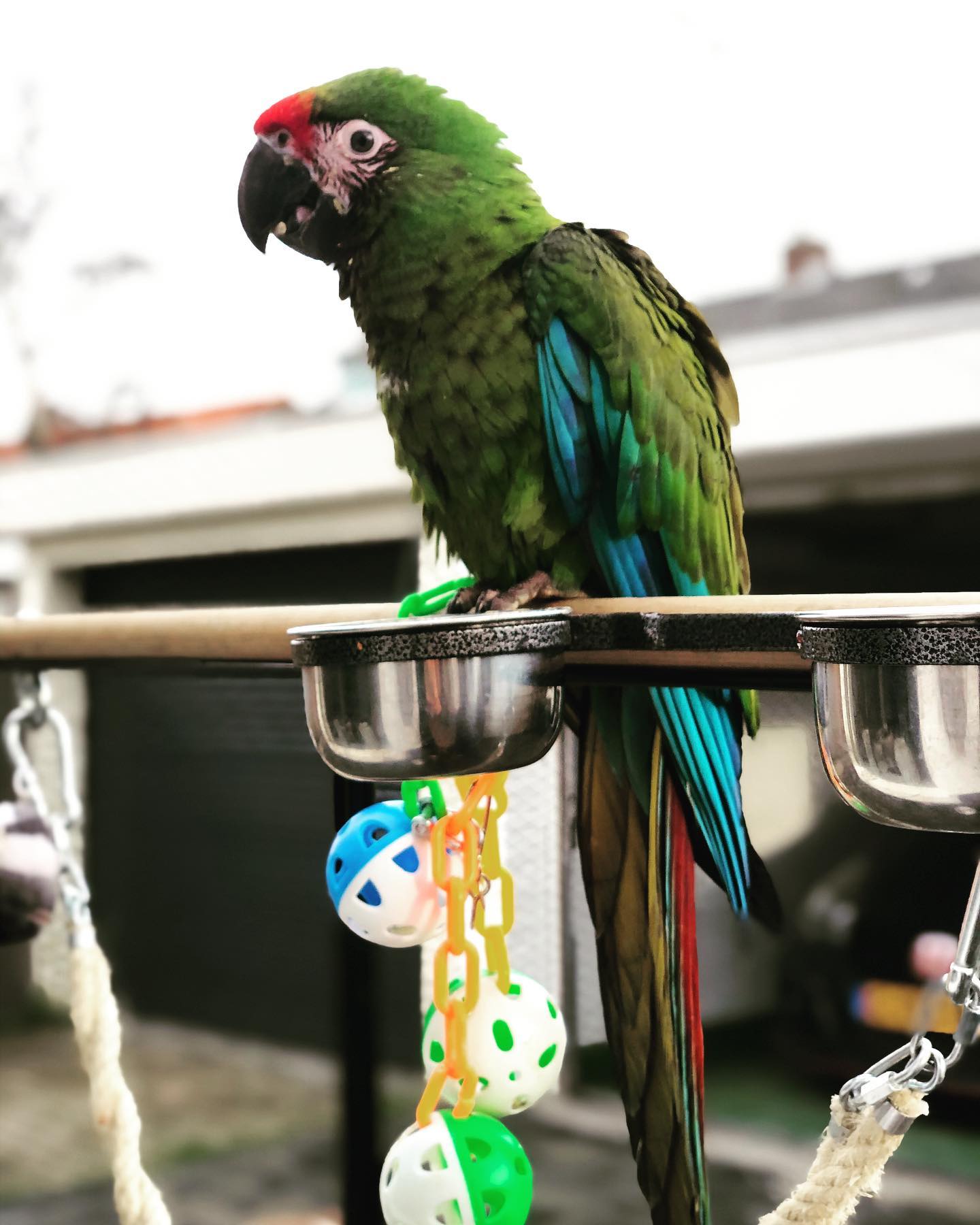 themilitarymacaw_2475867042840633032_45186437393_0_1440x1800