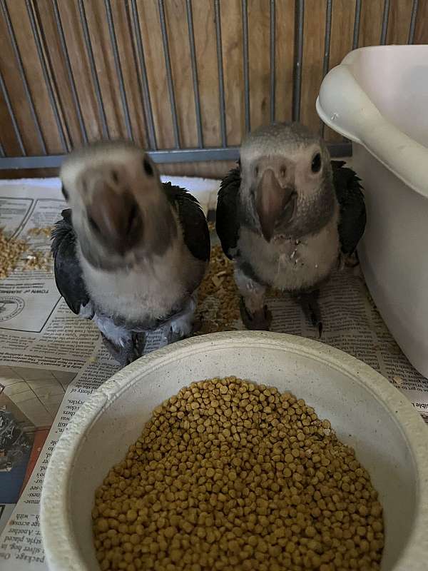 timneh-african-grey-parrot-for-sale-1