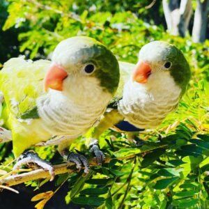 Quaker Parakeet Pair for Sale
