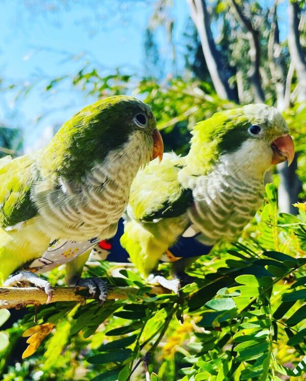 westley.n.buttercup_266660831_897459207595051_619653465631731161_n-600x748