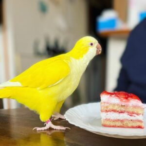 Female Quaker Parakeet for Sale